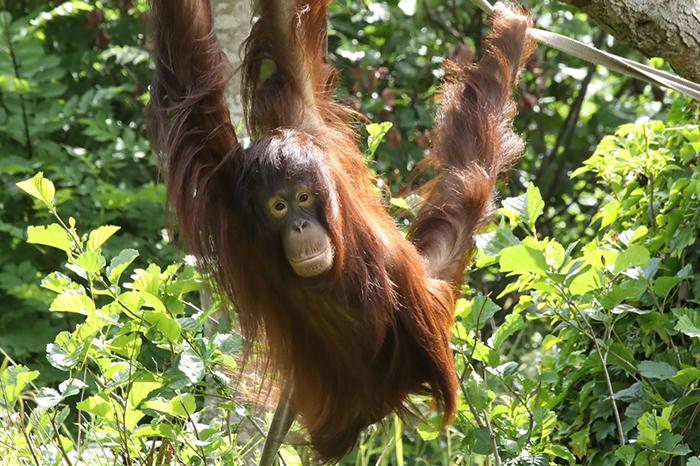 An Orangutan swinging from a tree